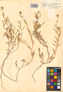 Морская горчица морская Scop., Восточная Европа, Южно-Украинский район (E12) (Украина)