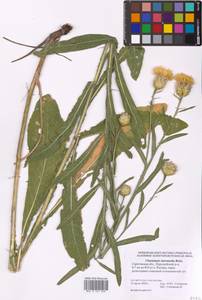 Centaurea glastifolia subsp. glastifolia, Восточная Европа, Нижневолжский район (E9) (Россия)