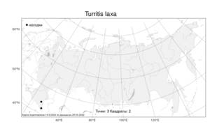 Turritis laxa, Башенница рыхлая (Sm.) Hayek, Атлас флоры России (FLORUS) (Россия)
