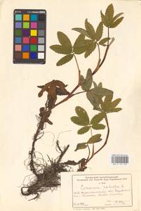 Сабельник болотный L., Восточная Европа, Южно-Украинский район (E12) (Украина)