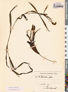 Рдест альпийский Balb., Сибирь, Чукотка и Камчатка (S7) (Россия)