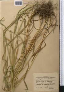 Пырейник собачий (L.) L., Средняя Азия и Казахстан, Западный Тянь-Шань и Каратау (M3) (Узбекистан)