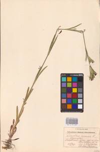 Гвоздика армериевидная L., Восточная Европа, Западно-Украинский район (E13) (Украина)