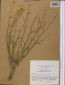 Scorzoneroides autumnalis subsp. autumnalis, Средняя Азия и Казахстан, Прикаспийский Устюрт и Северное Приаралье (M8) (Казахстан)