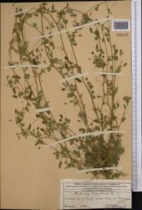 Люцерна хмелевидная L., Средняя Азия и Казахстан, Западный Тянь-Шань и Каратау (M3) (Казахстан)