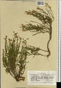 Crinitaria grimmii (Regel & Schmalh.) Grierson, Зарубежная Азия (ASIA) (Афганистан)