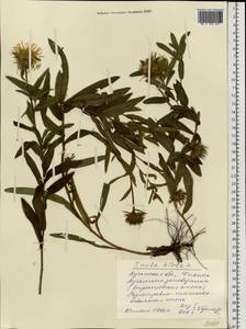 Pentanema hirtum (L.) D. Gut. Larr., Santos-Vicente, Anderb., E. Rico & M. M. Mart. Ort., Восточная Европа, Северо-Украинский район (E11) (Украина)