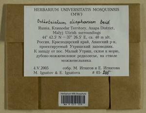 Orthotrichum diaphanum Schrad. ex Brid., Гербарий мохообразных, Мхи - Северный Кавказ и Предкавказье (B12) (Россия)