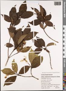 Cornus hongkongensis subsp. tonkinensis (W.P.Fang) Q.Y.Xiang, Зарубежная Азия (ASIA) (Вьетнам)