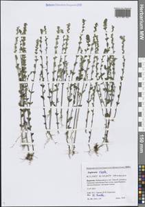 Очанка прямая J.P.Wolff ex J.F.Lehm., Сибирь, Прибайкалье и Забайкалье (S4) (Россия)