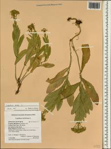 Клоповник крупковидный L., Зарубежная Азия (ASIA) (Кипр)