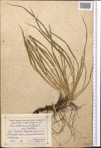 Ирис короткотрубчатый (Maxim.) Doronkin, Средняя Азия и Казахстан, Северный и Центральный Тянь-Шань (M4) (Киргизия)