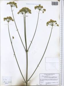 Xanthoselinum alsaticum subsp. venetum (Spreng.) Reduron, Charpin & Pimenov, Западная Европа (EUR) (Италия)