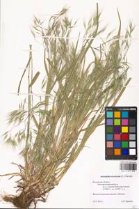 Костер кровельный L., Восточная Европа, Центральный район (E4) (Россия)