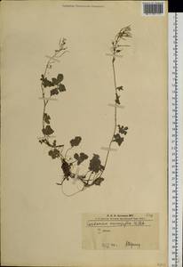 Сердечник крупнолистный Willd., Сибирь, Алтай и Саяны (S2) (Россия)