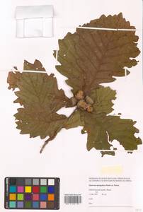 Дуб монгольский Fisch. ex Ledeb., Сибирь, Дальний Восток (S6) (Россия)