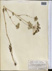 Скалигерия шероховатая (Regel & Schmalh.) Lipsky ex Korovin, Средняя Азия и Казахстан, Памир и Памиро-Алай (M2) (Таджикистан)