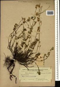 Солнцецвет монетолистный (L.) Mill., Кавказ, Азербайджан (K6) (Азербайджан)