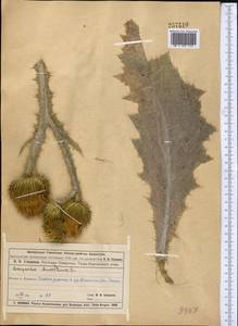 Татарник колючий L., Средняя Азия и Казахстан, Муюнкумы, Прибалхашье и Бетпак-Дала (M9) (Казахстан)