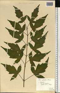 Клен гиннала, Клен приречный (Maxim.) Wesm., Восточная Европа, Центральный лесной район (E5) (Россия)