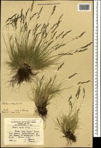 Овсяница овечья L., Кавказ, Южная Осетия (K4b) (Южная Осетия)