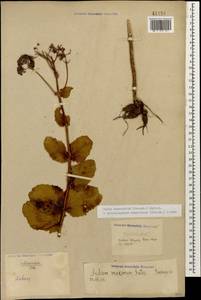 Hylotelephium maximum subsp. ruprechtii (Jalas) Dostál, Кавказ, Ставропольский край, Карачаево-Черкесия, Кабардино-Балкария (K1b) (Россия)