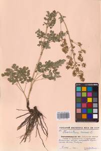 Bасилисник малый L., Восточная Европа, Северо-Украинский район (E11) (Украина)