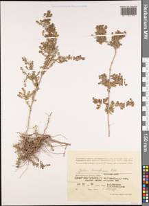 Подмаренник распростертый M.Bieb., Восточная Европа, Нижневолжский район (E9) (Россия)