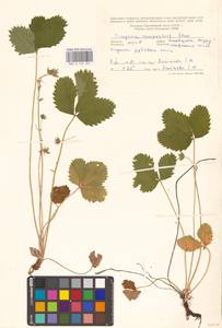 Земляника зеленая, Полуница Duchesne, Восточная Европа, Молдавия (E13a) (Молдавия)