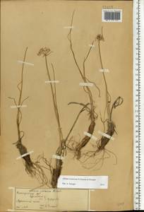 Лук меловой N.Friesen & Seregin, Восточная Европа, Волжско-Камский район (E7) (Россия)