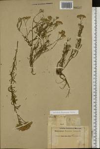 Тысячелистник мелкоцветковый Willd., Восточная Европа, Восточный район (E10) (Россия)