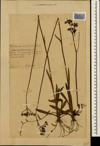 Pilosella bauhini subsp. bauhini, Крым (KRYM) (Россия)