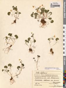 Viola crassa subsp. avatschensis (W.Becker & Hultén) Espeut, Сибирь, Чукотка и Камчатка (S7) (Россия)