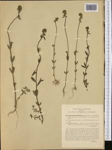 Linaria micrantha (Cav.) Hoffmanns. & Link, Западная Европа (EUR) (Италия)