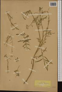 Гулявник высокий L., Зарубежная Азия (ASIA) (Турция)