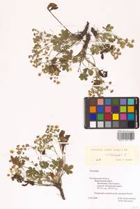 Лапчатка оттопырено-пушистая, Лапчатка поникшая Waldst. & Kit., Восточная Европа, Центральный лесостепной район (E6) (Россия)