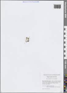 Фиппсия холодолюбивая (Sol.) R.Br., Сибирь, Центральная Сибирь (S3) (Россия)