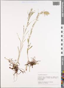 Сушеница лесная (L.) Sch. Bip. & F. W. Schultz, Восточная Европа, Центральный лесостепной район (E6) (Россия)