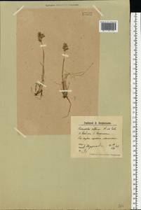 Anthoxanthum monticola (Bigelow) Veldkamp, Восточная Европа, Северный район (E1) (Россия)