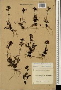 Мытник Нордманна Bunge, Кавказ, Краснодарский край и Адыгея (K1a) (Россия)