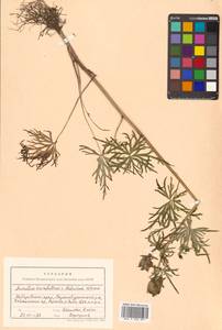Aconitum karafutense subsp. baburinii (Vorosch.) Vorosch., Сибирь, Дальний Восток (S6) (Россия)