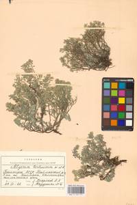 Odontarrhena tortuosa subsp. tortuosa, Восточная Европа, Восточный район (E10) (Россия)