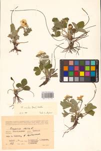 Земляника зеленая, Полуница Duchesne, Восточная Европа, Нижневолжский район (E9) (Россия)