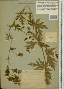 Aconitum variegatum subsp. nasutum (Fischer ex Rchb.) Götz, Кавказ, Ставропольский край, Карачаево-Черкесия, Кабардино-Балкария (K1b) (Россия)