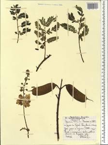 Caesalpinia decapetala (Roth)Alston, Африка (AFR) (Эфиопия)