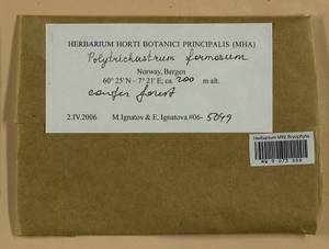 Polytrichum formosum Hedw., Гербарий мохообразных, Мхи - Западная Европа (BEu) (Норвегия)
