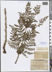 Dryopteris dilatata subsp. dilatata, Восточная Европа, Северо-Западный район (E2) (Россия)