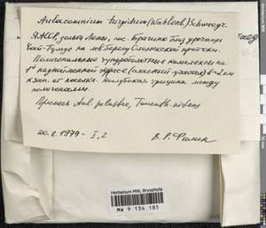 Aulacomnium turgidum (Wahlenb.) Schwägr., Гербарий мохообразных, Мхи - Якутия (B19) (Россия)