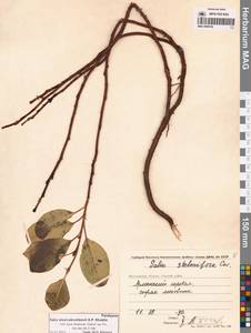 Ива Алексея Скворцова A.P.Khokhr., Сибирь, Чукотка и Камчатка (S7) (Россия)