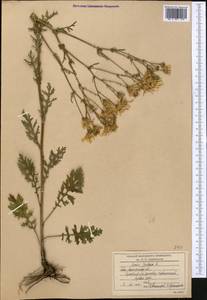 Якобея обыкновенная, Средняя Азия и Казахстан, Северный и Центральный Казахстан (M10) (Казахстан)